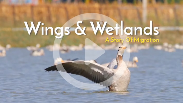Aranya Parva - Wings and Wetlands